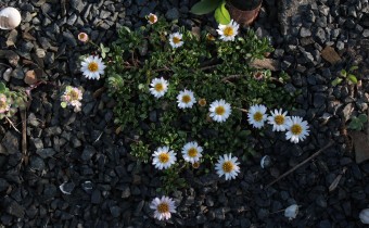 Erigeron scopulinus, Foto vom 5.5. (© Spender 55)