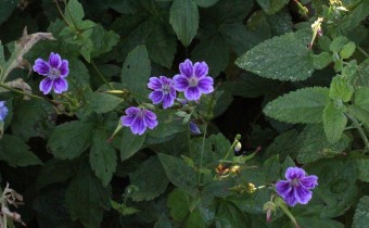 Geranium nodosum `Clos Du Coudray´, Foto vom 14.6. (© Spender 55)