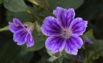 Geranium nodosum `Clos Du Coudray´, Foto vom 14.6. (© Spender 55)