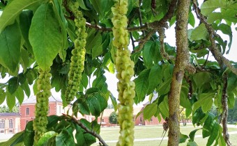 Pterocarya fraxinifolia, Foto vom 21.6. (© Spender 55)