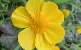 Ranunculus lingua, Foto vom 20.6. (© Spender 55)