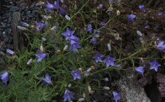 Campanula waldsteiniana, Foto vom 3.7. (© Spender 55)