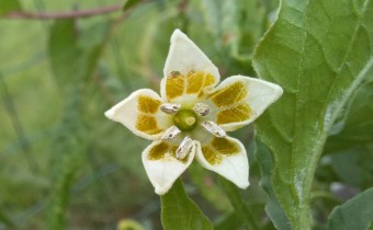 Capsicum baccatum, Foto vom 20.7. (© Spender 55)