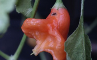 Capsicum baccatum `Bishop´s Crown´, Foto vom 12.11. (© Spender 55)