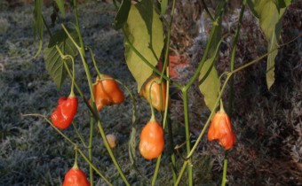 Capsicum baccatum `Bishop´s Crown´, Foto vom 12.11. (© Spender 55)