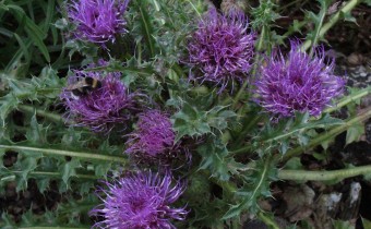 Cirsium acaule, Foto vom 2.7. (© Spender 55)