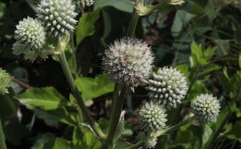 Eryngium yuccifolium, Foto vom 18.7. (© Spender 55)