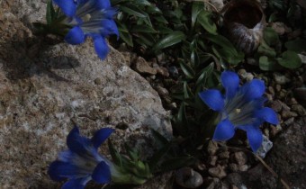 Gentiana septemfida ssp. grossheimii, Foto vom 28.7. (© Spender 55)