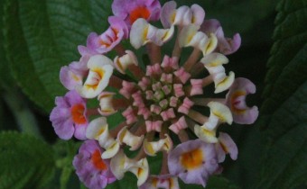 Lantana camara, Foto vom 5.7. (© Spender 55)