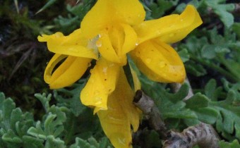 Ulex gallii, Foto vom 31.7. (© Spender 55)