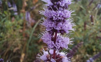 Mentha spicata, Foto vom 24.8. (© Spender 55)
