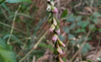 Persicaria hydropiper, Foto vom 24.8. (© Spender 55)