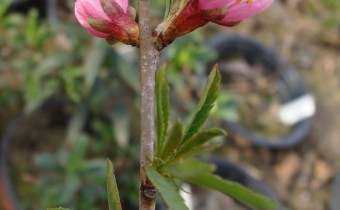 Prunus tenella, Foto vom 2.4. (© Spender 55)