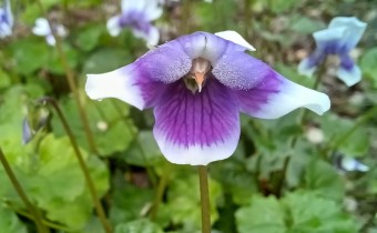 Viola hederacea, Foto vom 31.7. (© Spender 55)