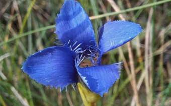 Gentianopsis ciliata, Foto vom 29.9. (© Spender 55)