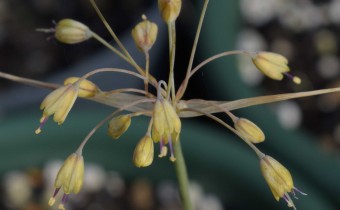 Allium flavum subsp. tauricum, Foto vom 16.7. (© Spender 253)