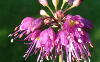 Allium thunbergii, Foto vom 14.10. (© Spender 55)