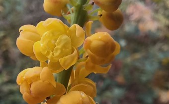 Berberis eurybracteata, Foto vom 22.10. (© Spender 55)