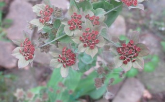 Bupleurum longifolium Blütenstand, Bild vom 18. Mai (© Spender 240)