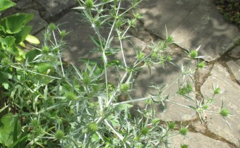 Eryngium campestre, Foto vom 8. Juli (© Spender 240)