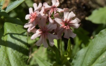 Silene chalcedonica `Carnea´, Foto vom 21.8. (© Spender 253) 