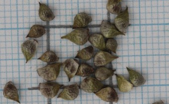 Adonis annua Samen (© Gabriele Renneberg)