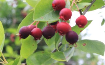 Frucht (© Gabriele Renneberg)