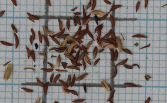 Aruncus sylvester Samen (© Gabriele Renneberg)