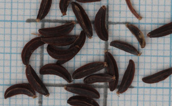 Bupleurum longifolium Samen (© Gabriele Renneberg)