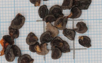 Capsicum pubescens Samen (© Gabriele Renneberg)