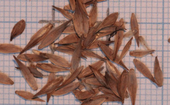 Carex muskingumensis Samen (© Gabriele Renneberg)