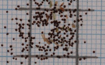 Centaurium scilloides Samen (© Gabriele Renneberg)