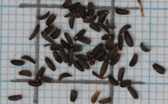 Coreopsis tinctoria Samen (© Gabriele Renneberg)