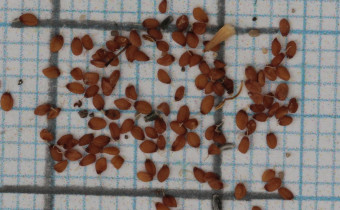 Commelina tuberosa Samen (© Gabriele Renneberg)
