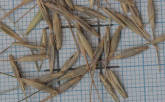Elymus hystrix Samen (© Gabriele Renneberg)