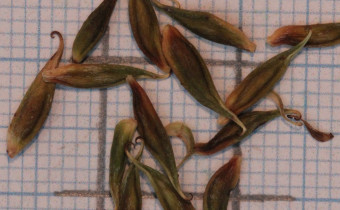 Eriocapitella rivularis Samen (© Gabriele Renneberg)