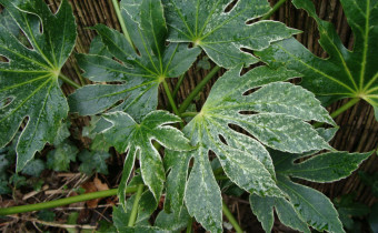 Fatsia japonica 'Spider's Web', Foto vom 29.1. (© Spender 55)