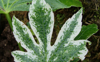 Fatsia japonica 'Spider's Web', Foto vom 29.1. (© Spender 55)