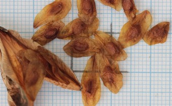 Gladiolus murielae Samen, links Samenkapsel (© Gabriele Renneberg)