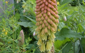 Kniphofia uvaria, Foto vom 10.6. ( © Spender 253)
