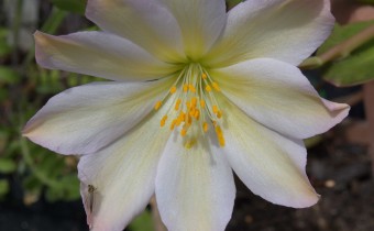 Lewisia tweedyi, Foto vom 21.4. (© Spender 253)