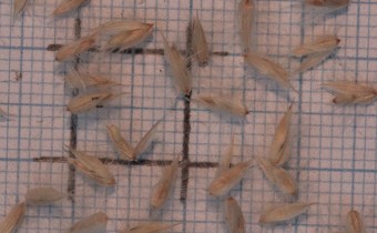 Melica ciliata Samen (© Gabriele Renneberg)