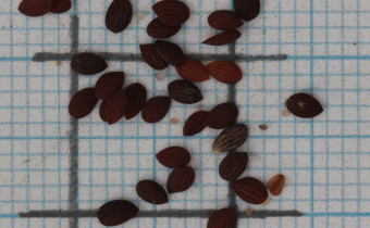Oxalis acetosella var. rosea Samen (© Gabriele Renneberg)