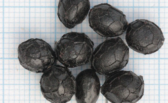 Paeonia arietina Samen (© Gabriele Renneberg)