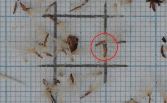 Picris hieracioides Samen (© Gabriele Renneberg)