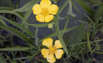 Ranunculus lingua, Foto vom 6.6. (© Spender 253)