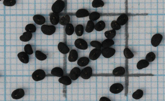 Scutellaria baicalensis Samen (© Gabriele Renneberg)