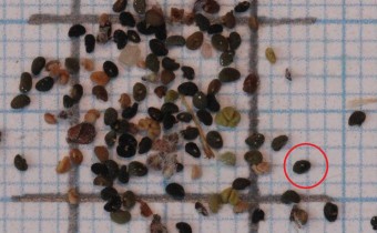 Scutellaria indica Samen (© Gabriele Renneberg)