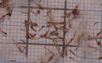 Senecio macrocephalus Samen (© Gabriele Renneberg)