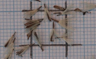 Solidago minutissima Samen (© Gabriele Renneberg)